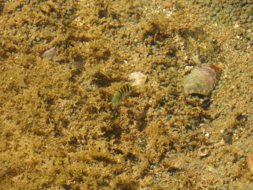 Abudefduf saxatilis