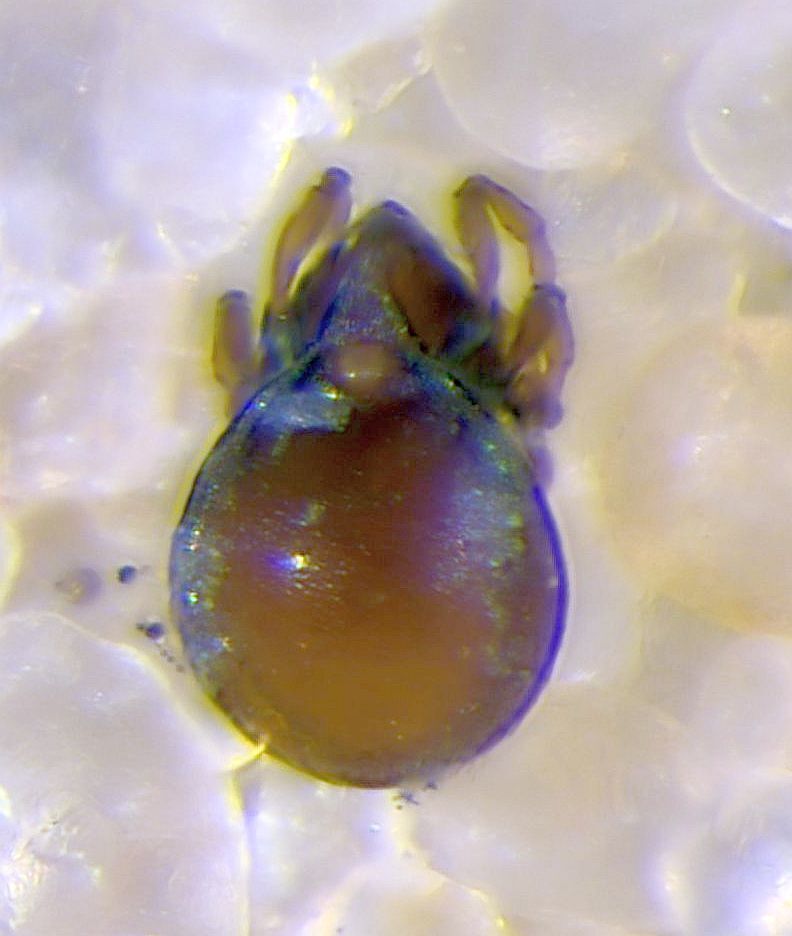 Hydrozetes californiensis