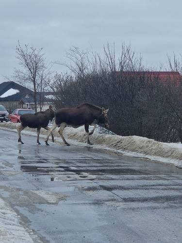Moose