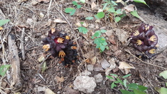Bdallophytum americanum