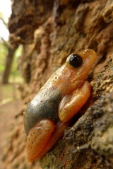 Hyperolius viridiflavus