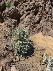 Sideritis oroteneriffae