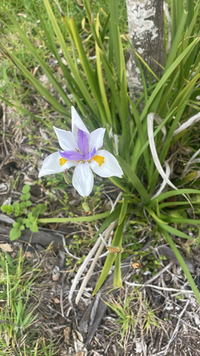 Dietes grandiflora, 2026-02-14