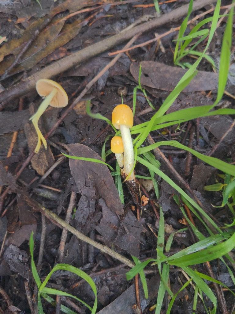 Bolbitius titubans · February 2026 · photo: © noreenweeden (iNaturalist, cc-by)
