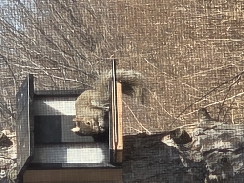Eastern Gray Squirrel