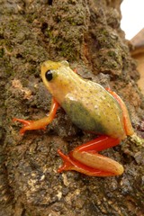 Hyperolius viridiflavus