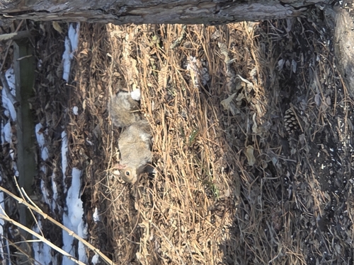 Eastern Gray Squirrel