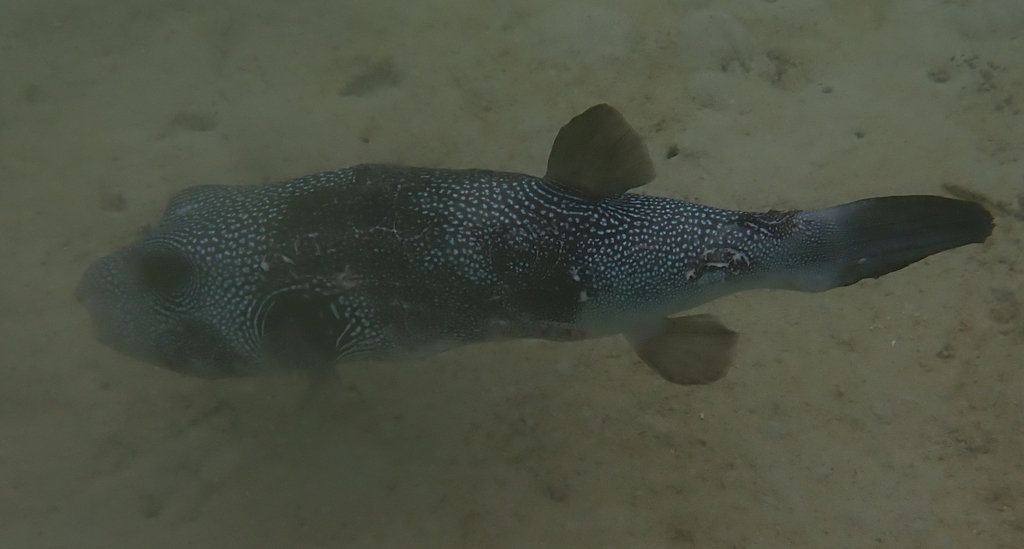 Bristly puffer