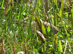 Botaurus lentiginosus image