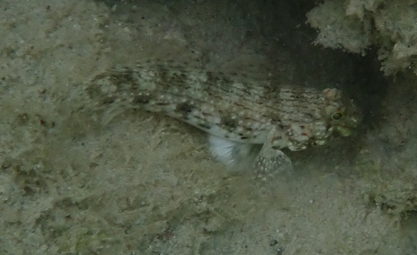 飾妝銜鰕虎 Istigobius ornatus