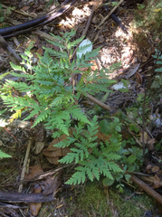 Loxsoma cunninghamii