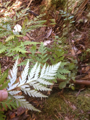 Loxsoma cunninghamii