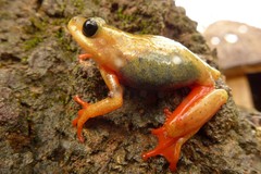 Hyperolius viridiflavus