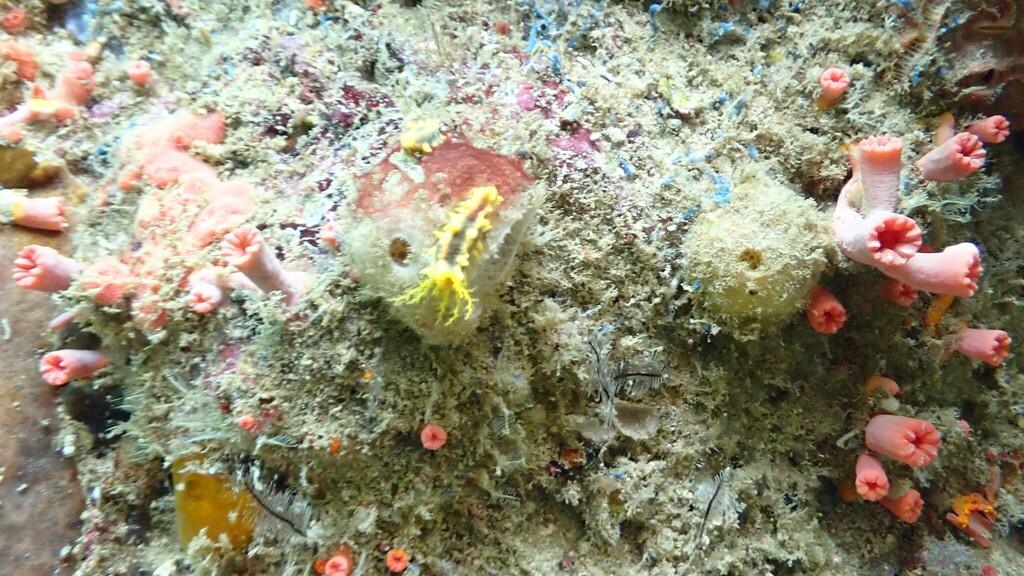 Robust Sea Cucumber