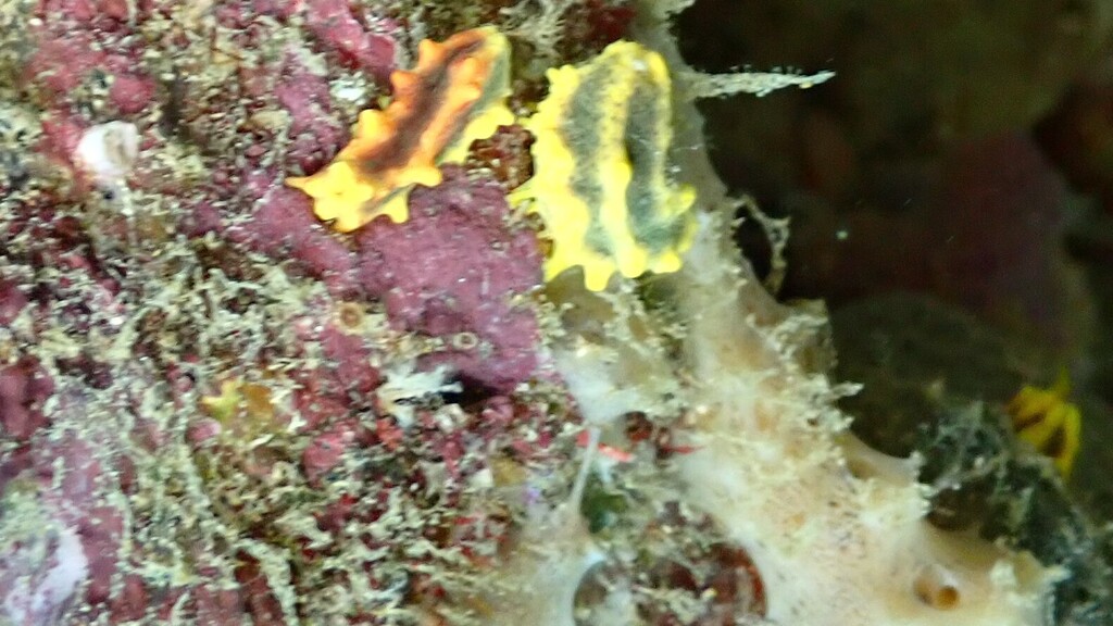 Robust Sea Cucumber
