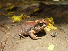 Arthroleptis stenodactylus