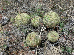 Coryphantha recurvata recurvata