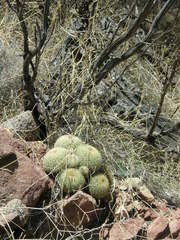 Coryphantha recurvata recurvata