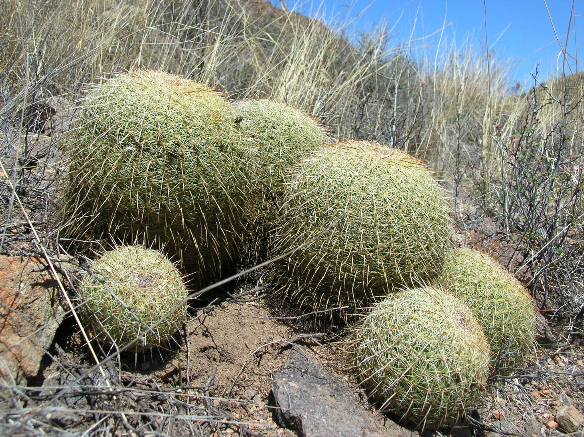 Coryphantha recurvata