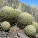 Coryphantha recurvata - Photo (c) southwestwanderer, some rights reserved (CC BY-NC), uploaded by southwestwanderer