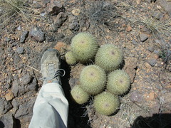 Coryphantha recurvata recurvata