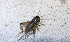 Miogryllus