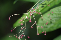 Acalypha platyphylla