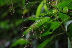 Acalypha platyphylla