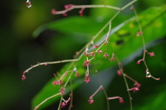 Acalypha platyphylla