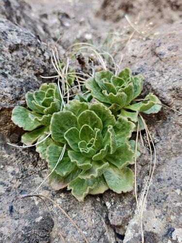Aeonium smithii