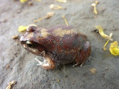 Arthroleptis stenodactylus