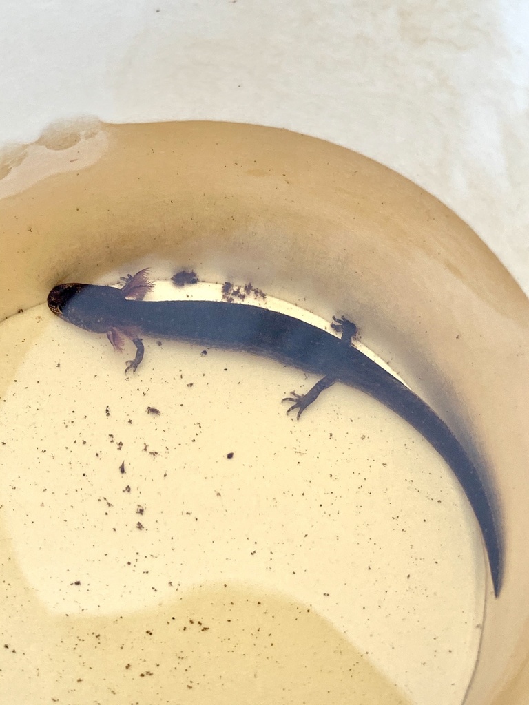 Many-lined Salamanders