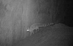 Genetta genetta dongolana