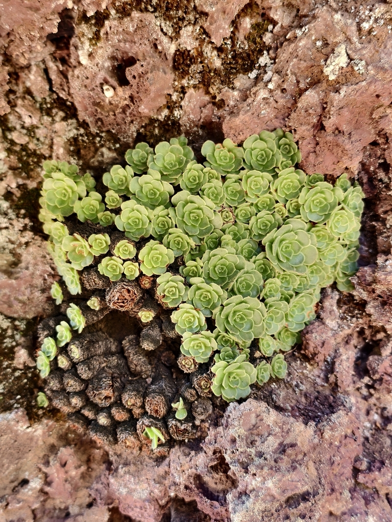 Aeonium aizoon, Santa Cruz de Tenerife, ES-CN, ES