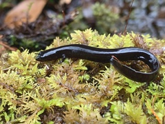 Stereochilus marginatus