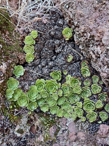 Aeonium aizoon