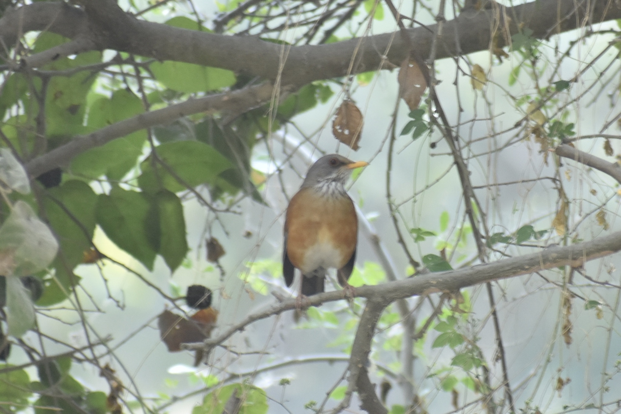 Rufous-backed Thrush (Turdus rufopalliatus), photo 5