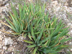 Agave utahensis kaibabensis