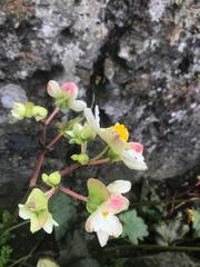 Begonia octopetala