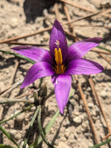 Romulea tempskyana