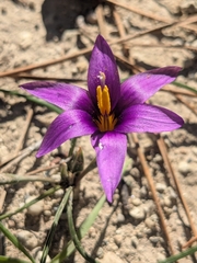Romulea tempskyana