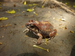 Arthroleptis stenodactylus
