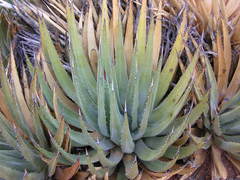 Agave utahensis kaibabensis