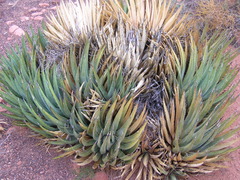Agave utahensis kaibabensis