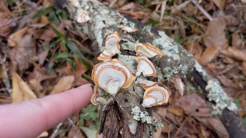 Stereum lobatum · February 2026 · photo: © nonbinary-naturalist (iNaturalist, cc0)