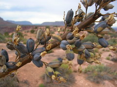 Agave utahensis kaibabensis