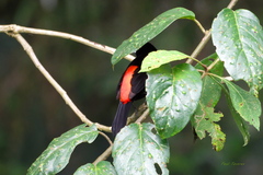 Ramphocelus flammigerus flammigerus