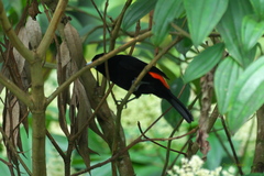 Ramphocelus flammigerus flammigerus