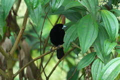 Ramphocelus flammigerus flammigerus