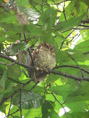 Megascops guatemalae